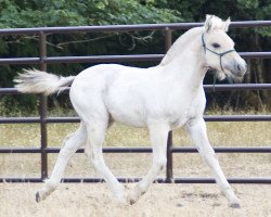 Pferd Lost Creek Wynston (Fjordpferd, 2021, von OFI Siljar)