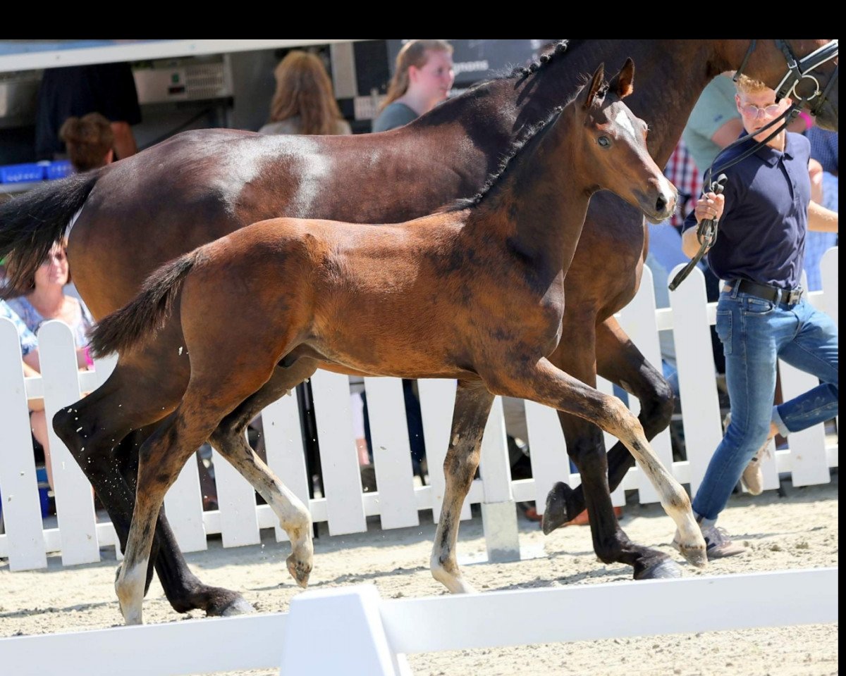 dressage horse Danny (Westphalian, 2021, from Diamond Deluxe)