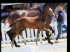 dressage horse Danny (Westphalian, 2021, from Diamond Deluxe 3)