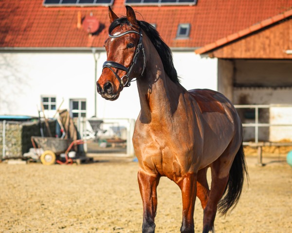 Springpferd Idefix 280 (KWPN (Niederländisches Warmblut), 2018, von Irvington VDL)