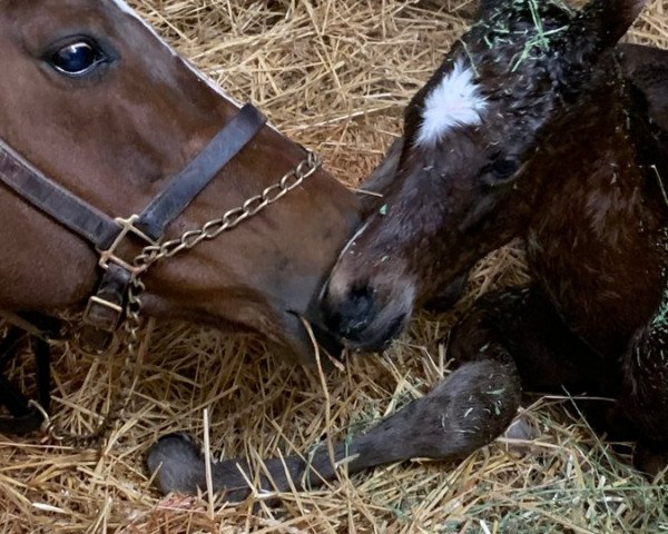 horse Hengst von Gun Runner xx (Thoroughbred, 2021, from Gun Runner xx)