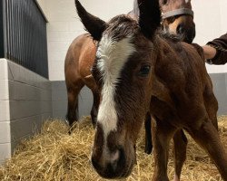 horse N.N. xx (Thoroughbred, 2019, from Frankel xx)