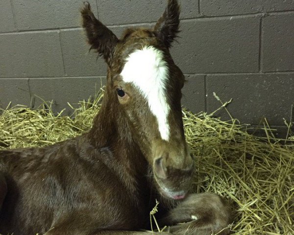 horse Hengst von Tapit xx (Thoroughbred, 2016, from Tapit xx)