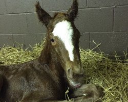 horse Hengst von Tapit xx (Thoroughbred, 2016, from Tapit xx)