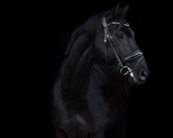 dressage horse Velvets cosy in black (Westphalian, 2019, from Velvet 117)