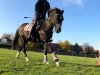 dressage horse Little Colline (German Riding Pony, 2004, from Cadre)