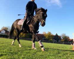 dressage horse Little Colline (German Riding Pony, 2004, from Cadre)