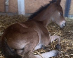 foal by Cariña Rose (Thoroughbred, 2024, from Canoso)