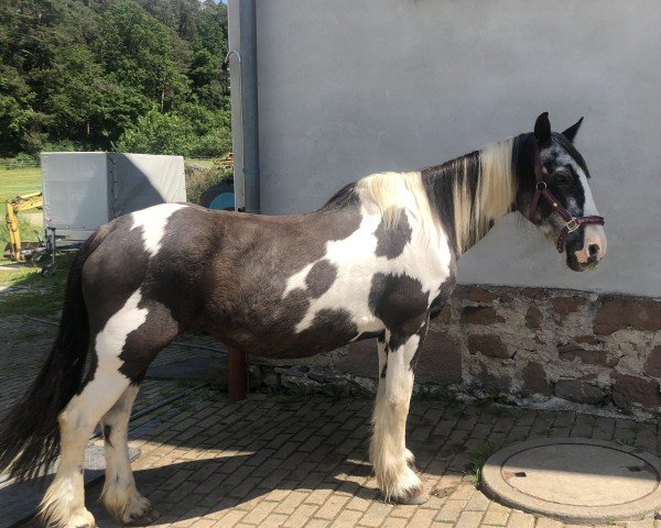 horse Bonnie (Tinker / Irish Cob / Gypsy Vanner,  )