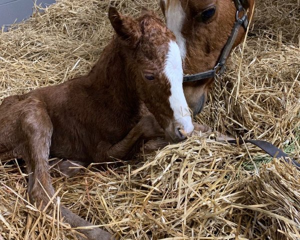 horse Stute von Gun Runner xx (Thoroughbred, 2019, from Gun Runner xx)