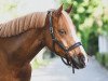 dressage horse Valegro (German Riding Pony, 2013, from Voyager 2)