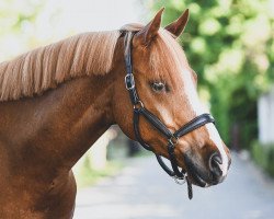 Dressurpferd Valegro (Deutsches Reitpony, 2013, von Voyager 2)