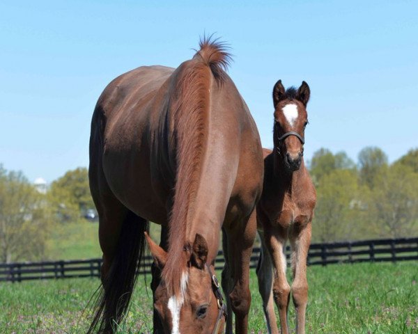 horse Stute von Medaglia d´Oro xx (Thoroughbred, 2020, from Medaglia d'Oro xx)