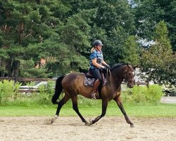 dressage horse Sansisco (Hanoverian, 2009, from Silberschmied)