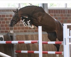 broodmare Devjani (Hanoverian, 2017, from Diacontinus)