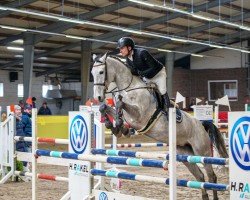 jumper Chacara CB (Oldenburg show jumper, 2019, from Chacoon Blue)