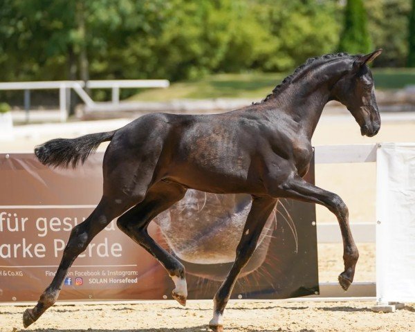 Fohlen von Adrenalin (Österreichisches Warmblut, 2024, von Apache)