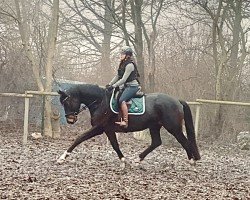 Pferd Sektlaune (Trakehner, 2020, von Kentucky)