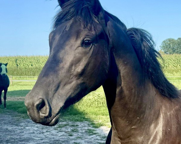 dressage horse Sugar (Trakehner, 2023, from Onyx)