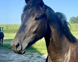 dressage horse Sugar (Trakehner, 2023, from Onyx)