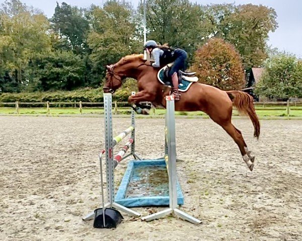 Springpferd Miss Margret 2 (Trakehner,  , von Berlusconi)