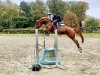 jumper Miss Margret 2 (Trakehner,  , from Berlusconi)