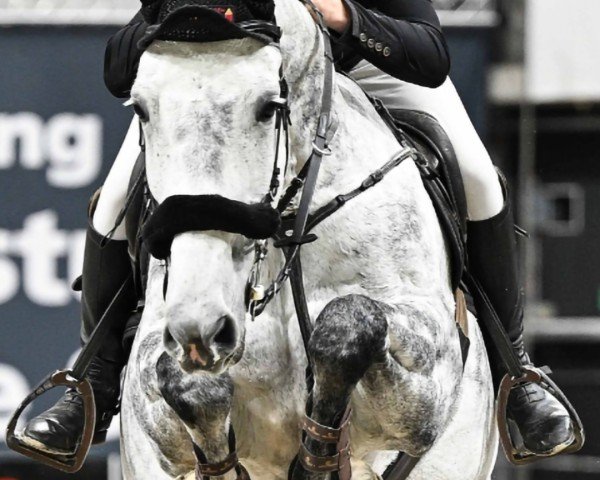 Springpferd Blomster (Holsteiner, 2015, von Balous Bellini)