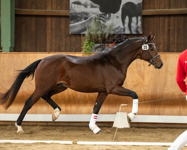 dressage horse Ferrero Rocher (Austrian Warmblood, 2022, from For Romance I)