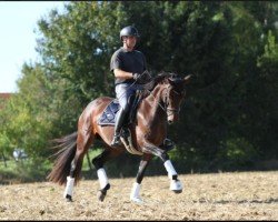 broodmare Showgirl (Austrian Warmblood, 2019, from La Vie)