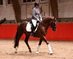 stallion Snowfire St. Angelo (Trakehner, 2017, from All Inclusive)