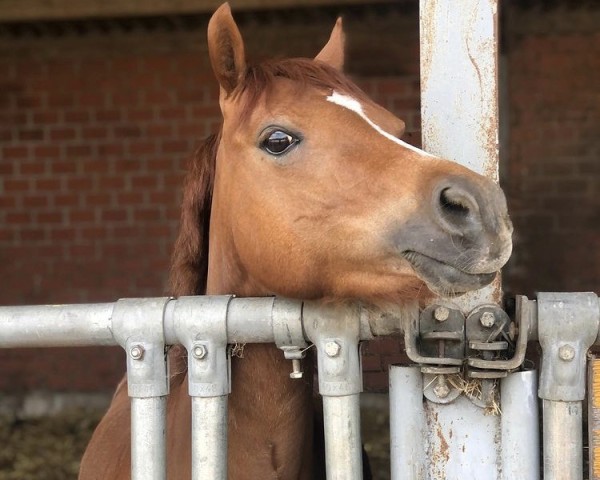 broodmare Mini Hoeve's Valery (Welsh-Pony (Section B), 2015, from Nilantshoeve's Zippo)