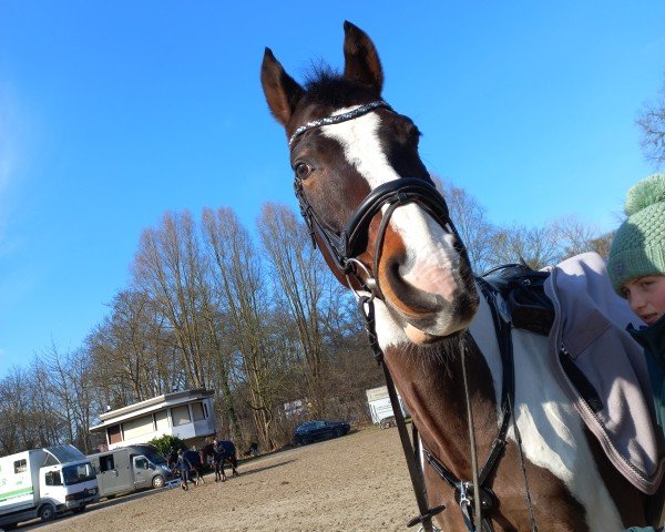 jumper Sem 14 (KWPN (Royal Dutch Sporthorse), 2011)