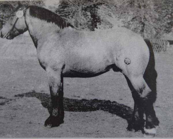 stallion Enzian 1843 (Saxon-Thuringian Draughthorse, 1973, from Eric 3573 ( 1837 ))