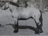 stallion Enzian 1843 (Saxon-Thuringian Draughthorse, 1973, from Eric 3573)