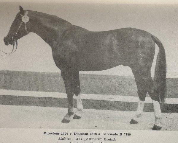 stallion Directeur 1376 (Noble Warmblood, 1976, from Diamant 2518)