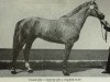 stallion Urquell 1389 (Trakehner, 1977, from Ciecieruk Mo 1356)