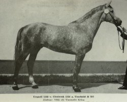 stallion Urquell 1389 (Trakehner, 1977, from Ciecieruk Mo 1356)