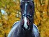 jumper Brillant du Reventon (German Sport Horse, 2021, from Cornet’s Balou)