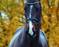 Springpferd Brillant du Reventon (Deutsches Sportpferd, 2021, von Cornet’s Balou)