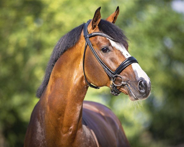 stallion Cashmere (Westphalian, 2015, from Cristallo I)