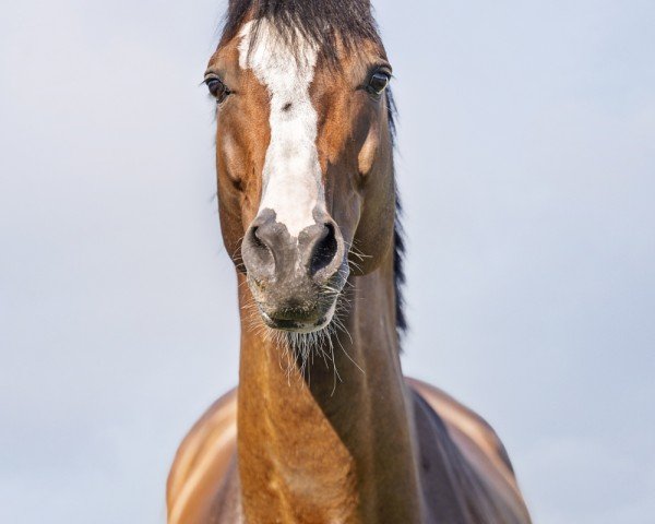 Deckhengst Cashmere (Westfale, 2015, von Cristallo I)