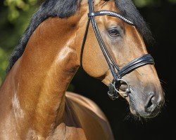 stallion Chacco vant Roosakker (Oldenburg show jumper, 2020, from Chacco-Blue)