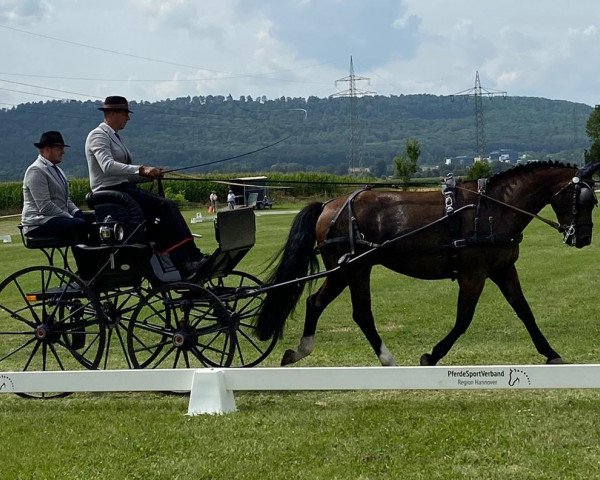 Pferd Gloria (Sächs.-Thür. Schweres Warmbl., 2015, von Galantus)