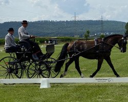 Pferd Gloria (Sächs.-Thür. Schweres Warmbl., 2015, von Galantus)