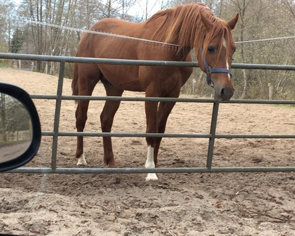 stallion Casper (German Riding Pony,  , from Don Mour)