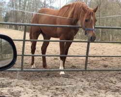 stallion Casper (German Riding Pony,  , from Don Mour)