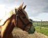 jumper Vicky my best friend (German Riding Pony, 2009, from Voyager 2)