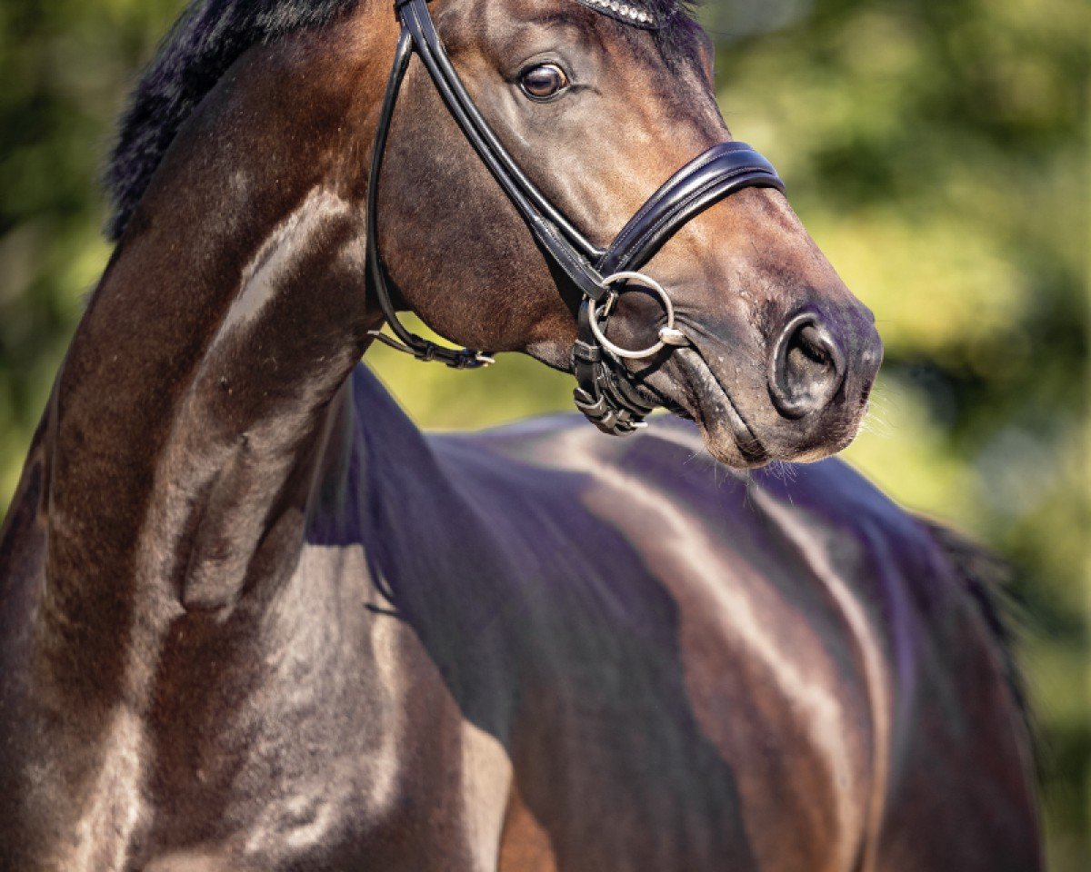 stallion Coeur de Bella Donna (Oldenburg show jumper, 2018, from Cornet Obolensky)