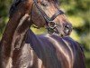 stallion Coeur de Bella Donna (Oldenburg show jumper, 2018, from Cornet Obolensky)