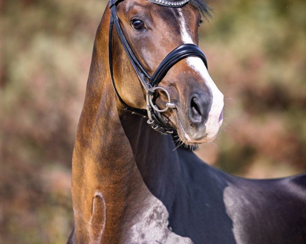 Deckhengst Fiancé (KWPN (Niederländisches Warmblut), 2018, von Foundation 2)